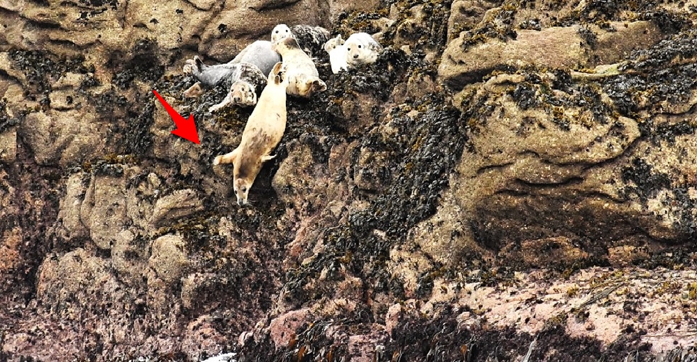 Focas aterrorizadas saltan de peligrosos acantilados tratando de huir de turistas intrusos