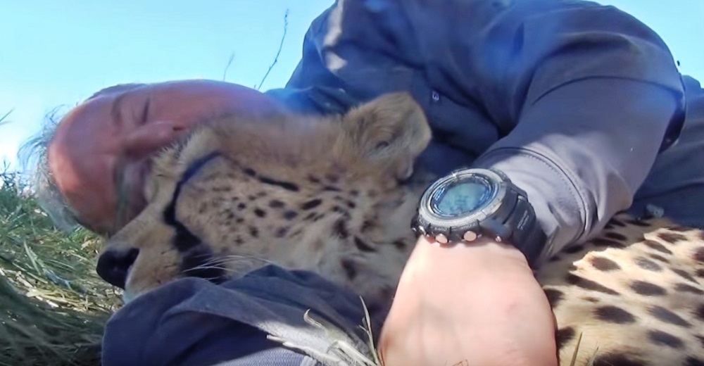 Toma una siesta bajo un árbol y una guepardo decide acompañarlo tiernamente