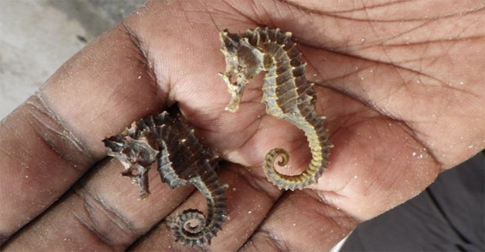 Secan de forma masiva caballitos de mar para fabricar comida para el consumo humano