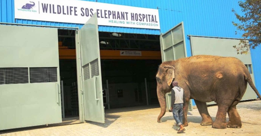 Inauguran el primer hospital con tecnología de punta para elefantes que han sufrido maltratos