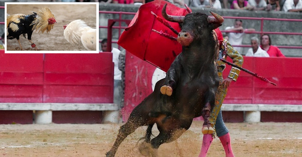 Finalmente aprueban una ley para prohibir rotundamente las corridas de toros y peleas de gallos