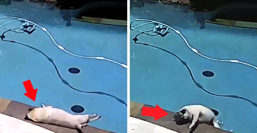 El video viral de un pug que tomaba su siesta en la piscina y terminó vergonzosamente mal