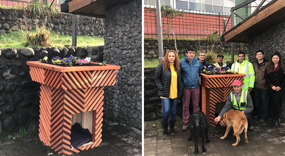 Podrán ser perritos sin hogar pero en este lugar tuvieron la mejor idea para que tengan un techo