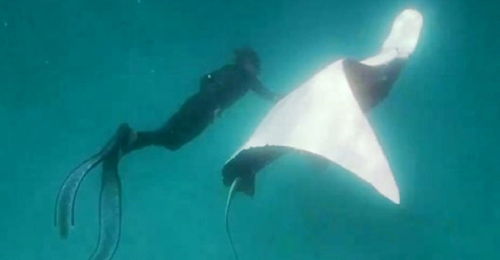 Una desesperada mantarraya le pide a un buzo que le quite los anzuelos incrustados en sus ojos