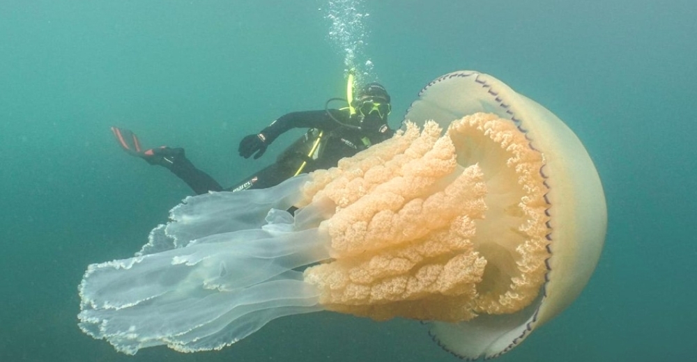 El impresionante encuentro de unos buzos con una medusa gigante nunca antes vista