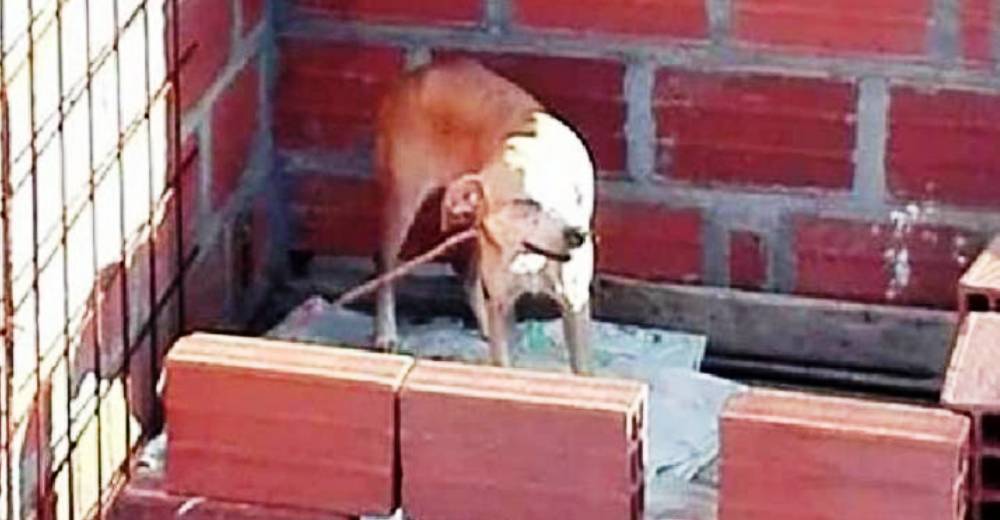 Dueños que dejen a sus perros bajo el sol, sin agua ni comida recibirán todo el peso de la ley