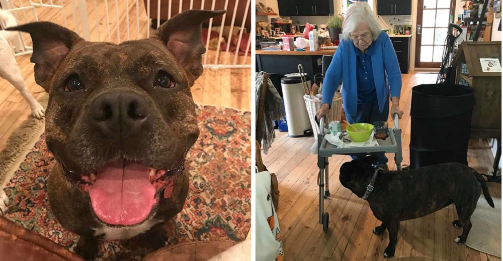 Una perrita recién adoptada decide caminar siempre junto a su abuelita para evitar que tropiece