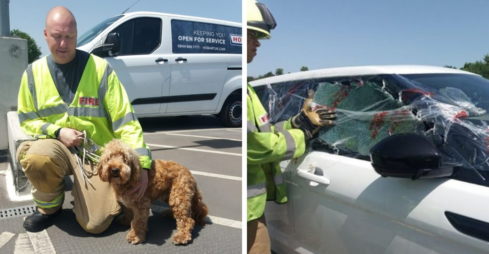 Heroicos bomberos rompen la ventana de un auto para salvar a un perrito sofocado bajo el calor