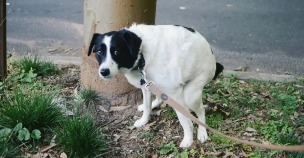 ¿Por qué tu perro te mira a los ojos cuando está haciendo popó?