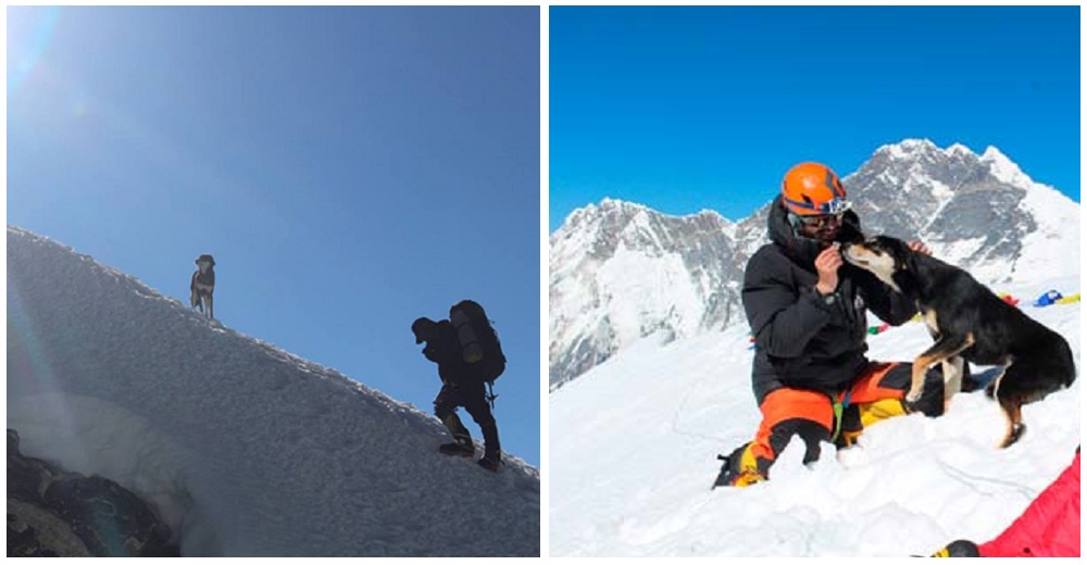 El frío quemaba sus patas, pero esta perrita callejera siguió a los alpinistas hasta la cima