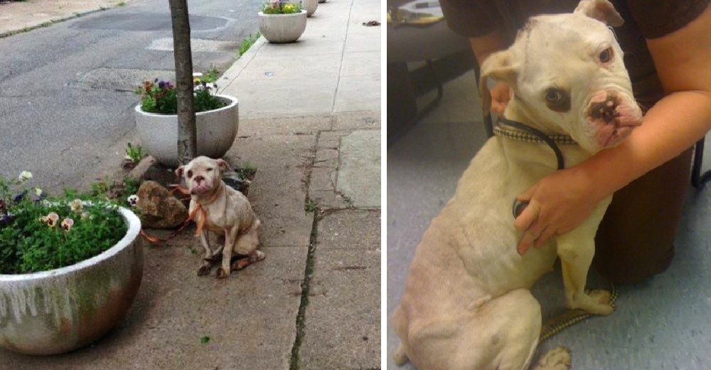 Un cartero encuentra a una angustiada perrita sujeta a un árbol y cambia su vida para siempre