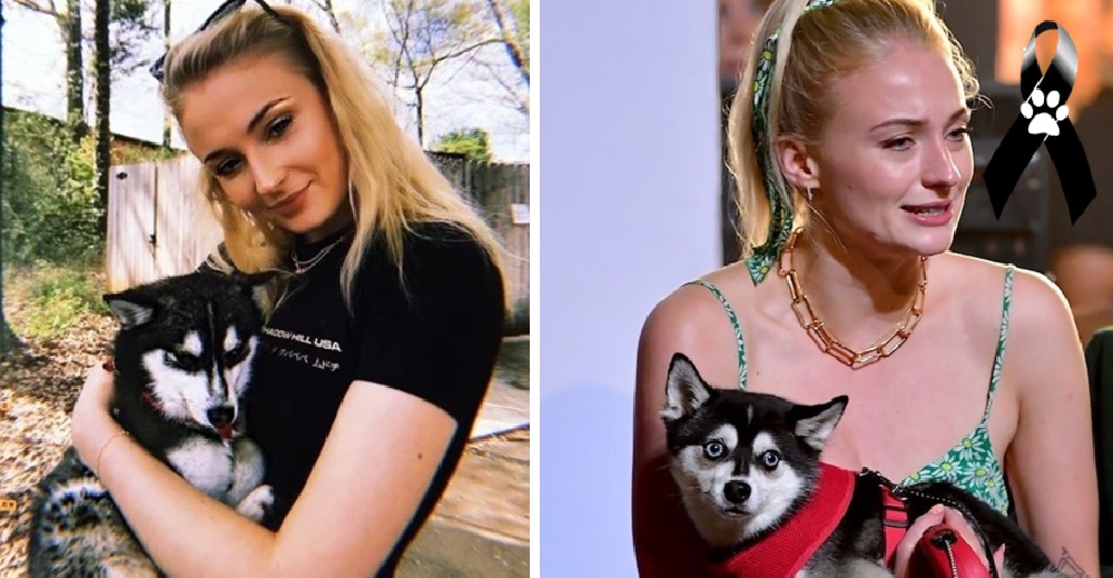 Sophie Turner y Joe Jonas dicen adiós a uno de sus amados perritos tras una dolorosa tragedia