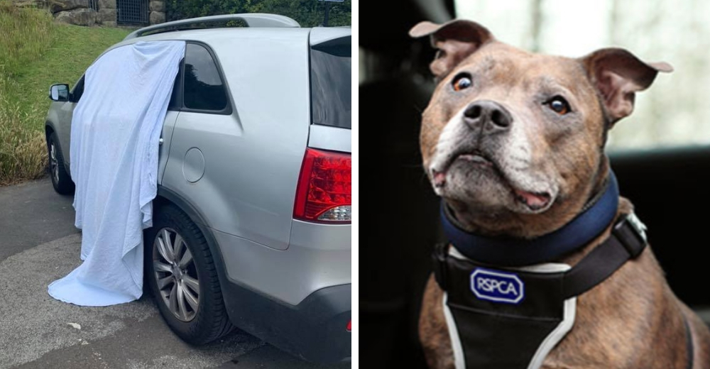 Perrito pensó que iba de paseo familiar, pero lo dejaron dentro del auto mientras se divertían