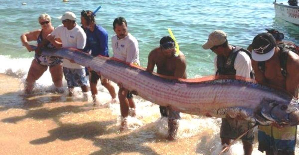 Exótico pez que predice terremotos aparece en la playa y unos jóvenes lo devuelven a la vida