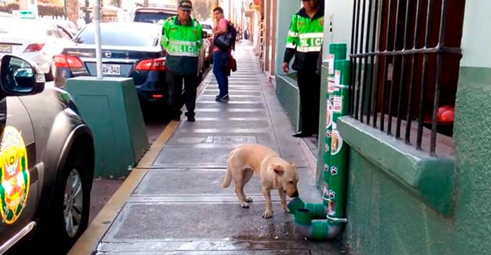 Unos policías instalan comederos en las comandancias para alimentar a los animalitos sin hogar