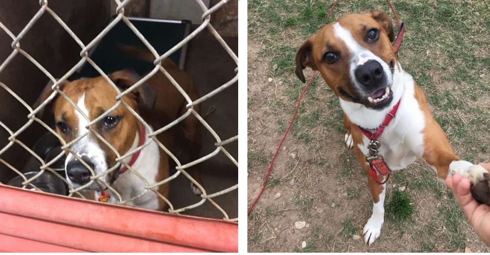 Un adorable perrito lleva esperando durante más de tres años en un refugio por una familia