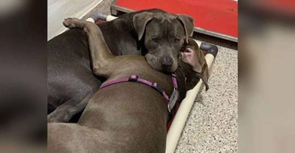 Dos pitbulls de un refugio se abrazan para consolarse mientras ruegan que alguien los adopte