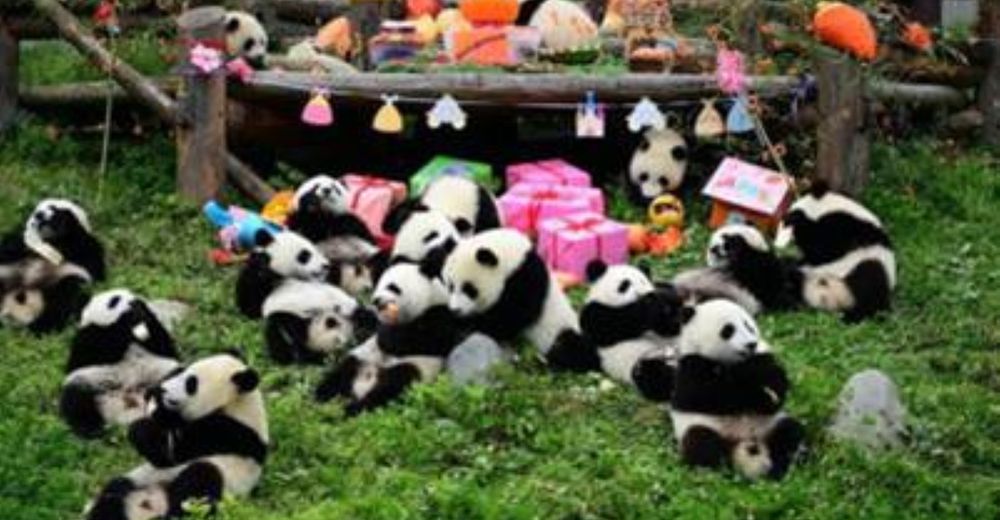 18 cachorros de ositos pandas gigantes celebran su primer cumpleaños con tarta incluida