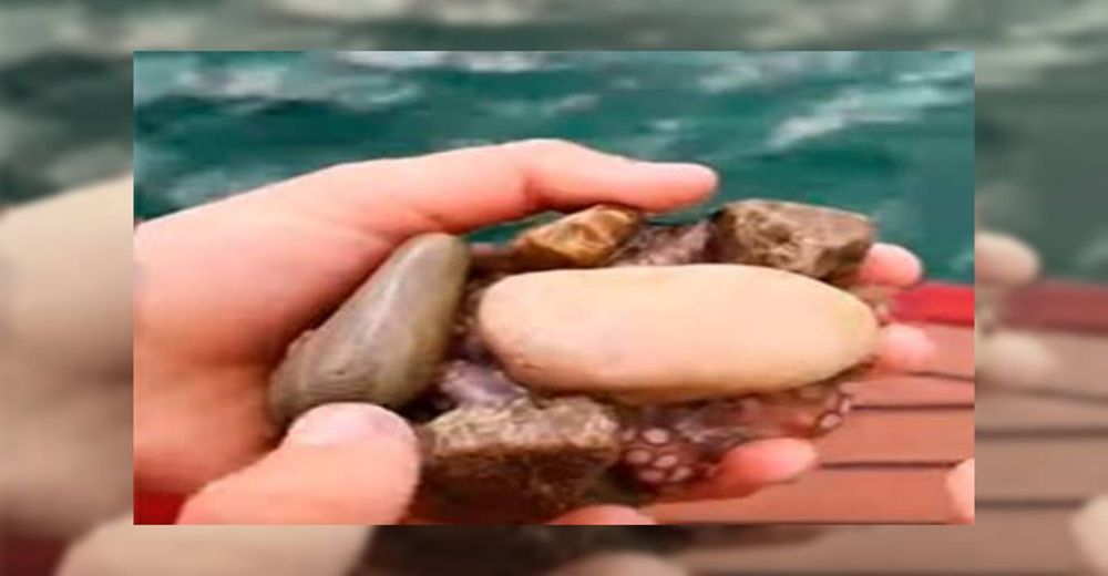 Halla una misteriosa piedra y al examinarla descubre una pequeña criatura oculta