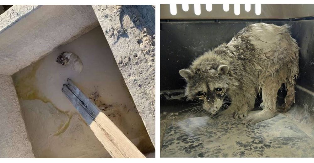 Trabajadores de construcción encuentran a un animalito a punto de convertirse en concreto