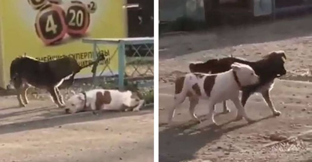 Perrito callejero libera a un pitbull que vio amarrado a una cerca y escapan juntos