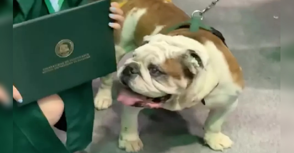 El insólito momento en que un perrito se aficiona del diploma de graduación de su humana