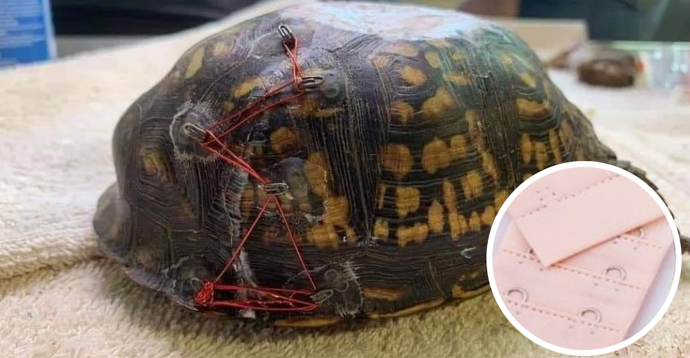 Un refugio pide donativos de sujetadores femeninos para curar tortugas con el caparazón roto