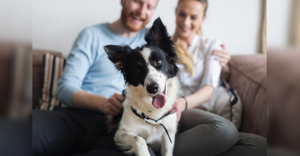 El 86% de las personas romperían con alguien que no ama a su perro, dice un estudio