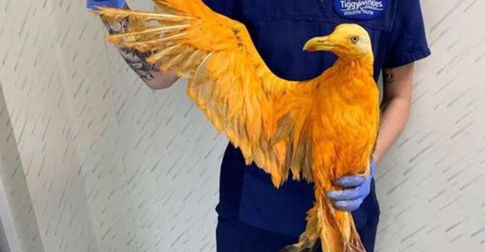 Resuelven el misterio de la gaviota color naranja rescatada de la calle