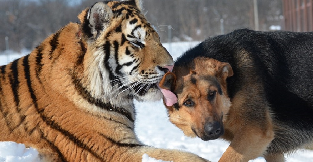 2 tigres siberianos son mejores amigos de unos pastores alemanes y no paran de jugar tiernamente