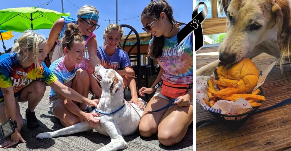 Una devastada familia se asegura de que su perrito enfermo tenga el mejor último día de su vida