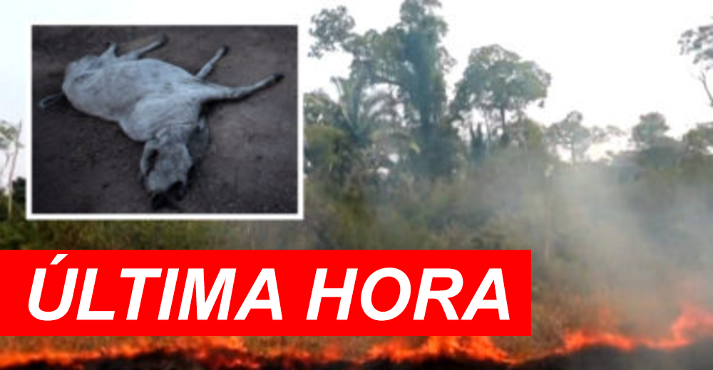 Salen a la luz las imágenes de animales que no lograron sobrevivir al fuego en el Amazonas