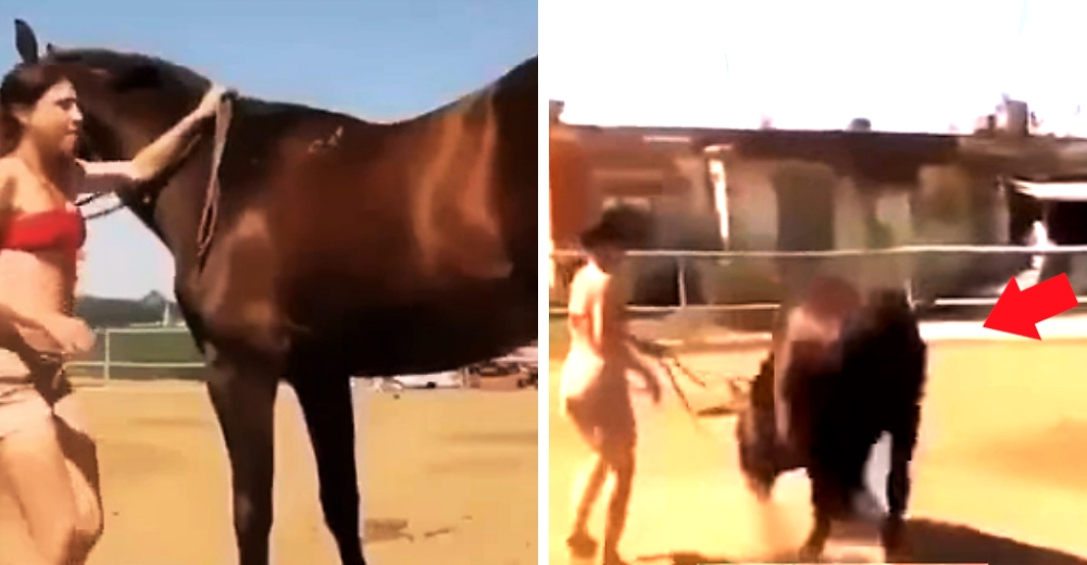 Intenta subir sobre su caballo una y otra vez hasta que él tiene un gran gesto de caballerosidad