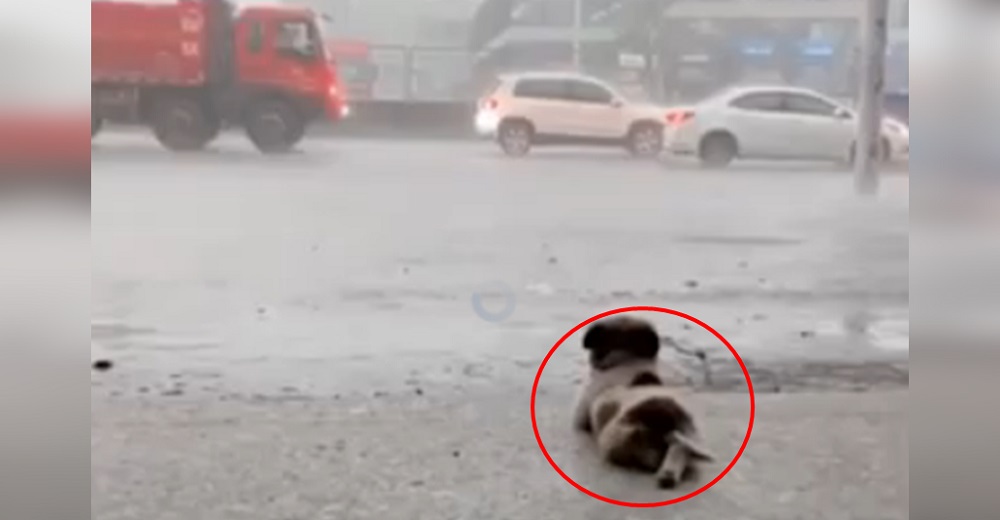 Encuentran a un cachorro casi inmóvil recostado en la acera en medio de una lluvia torrencial