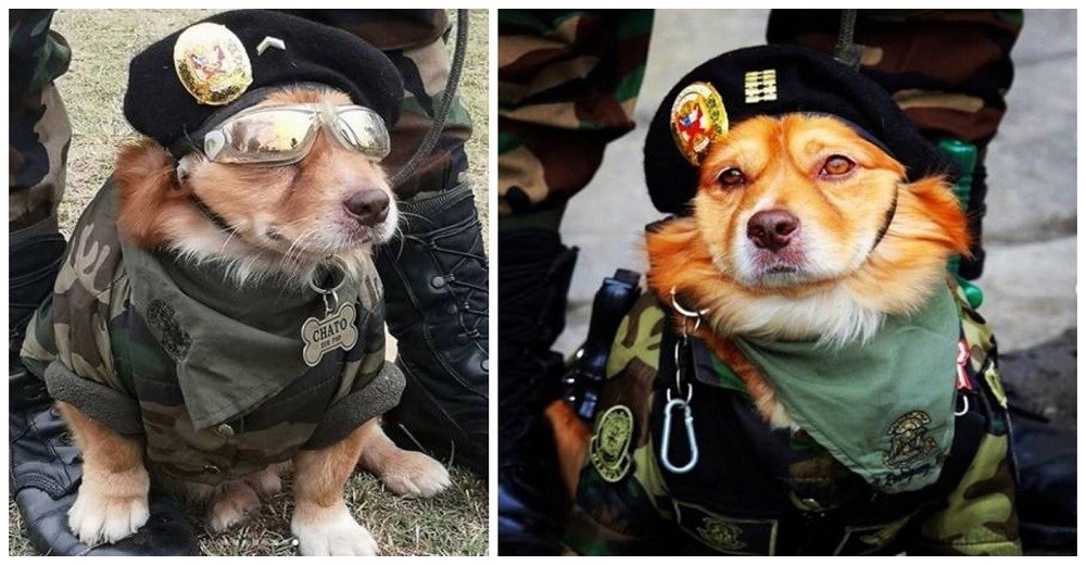 Un perrito perfectamente uniformado se roba el show en un solemne desfile militar