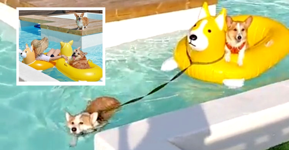 La envidiable vida de 3 perritos corgi que saben cómo pasarla bien y relajarse en una piscina