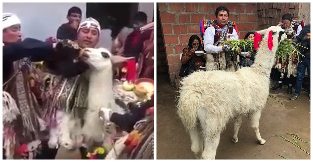 Obligan a una llama a beber cerveza en una fiesta religiosa y su justificación desata polémica