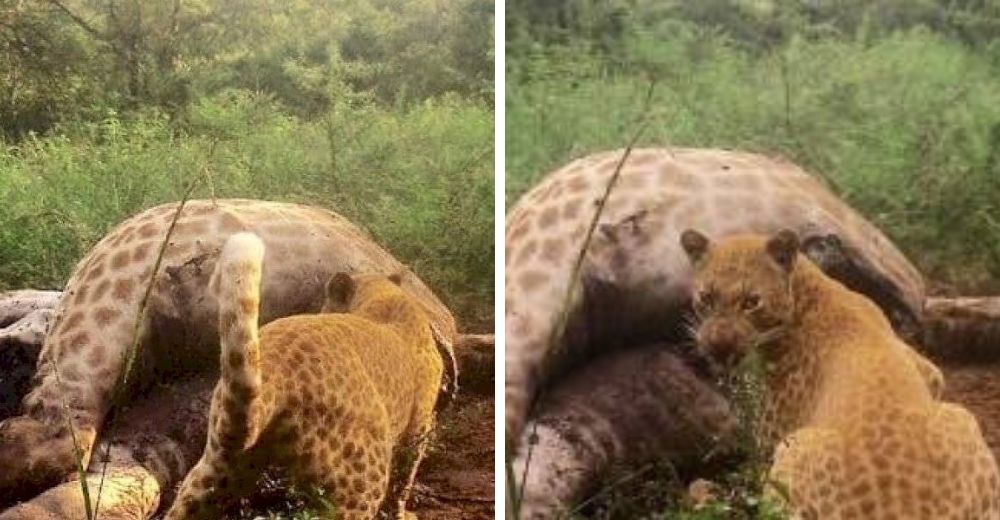 Captan al leopardo más raro del mundo en asombrosas imágenes nunca antes vistas