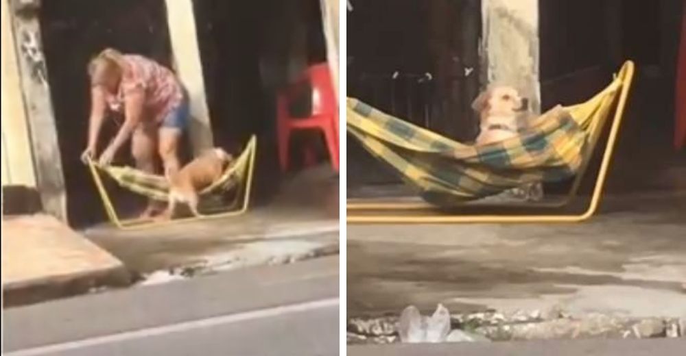 El video viral de una perrita cualquiera tratada como una reina enternece al mundo