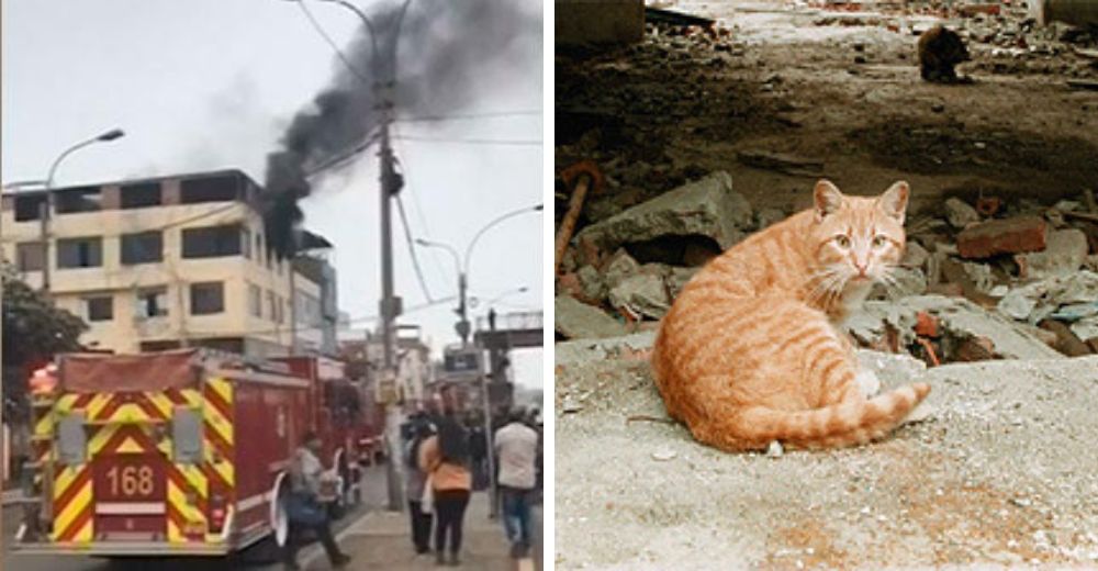 Un pequeño niño dormía mientras su casa se incendiaba, pero su gatito le salvó la vida