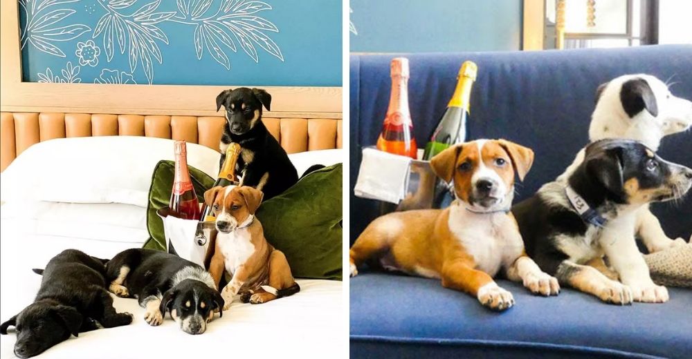 Ahora es posible pedir vino y la compañía de perritos juguetones a la habitación en un hotel