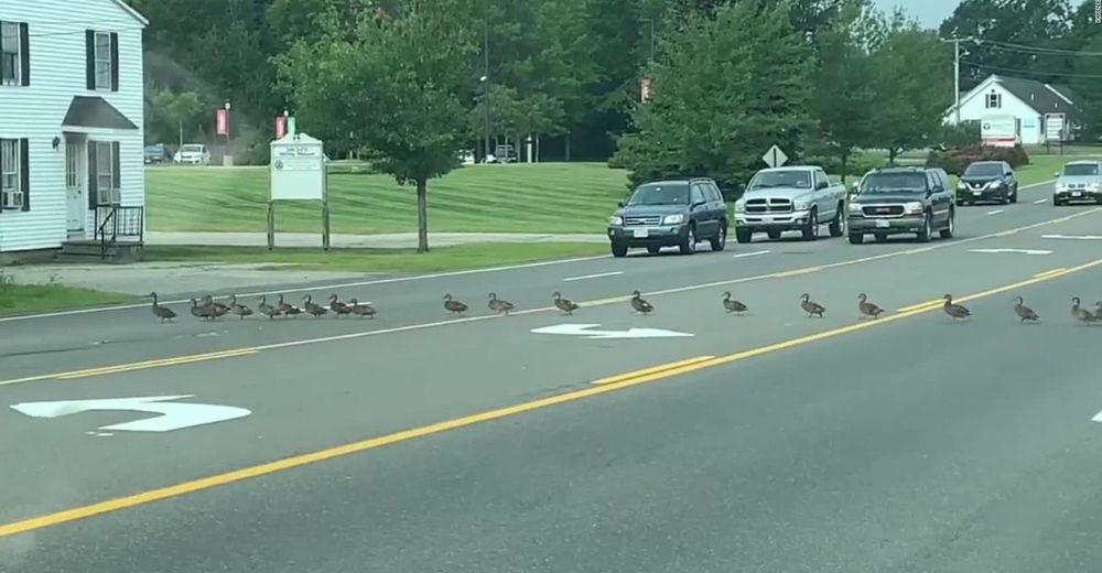 Amables conductores esperan pacientemente hasta que una enorme fila de patos crucen la carretera