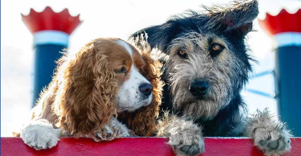 Un desaliñado perrito es elegido para protagonizar la película «La Dama y el Vagabundo»