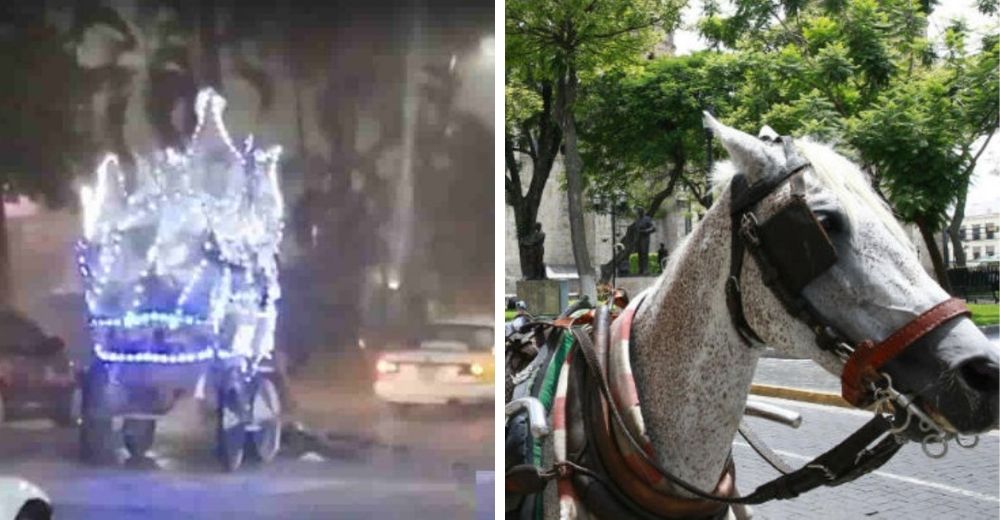 Se desploma un caballo que llevaba un carruaje y la indignación por su estado se hace viral