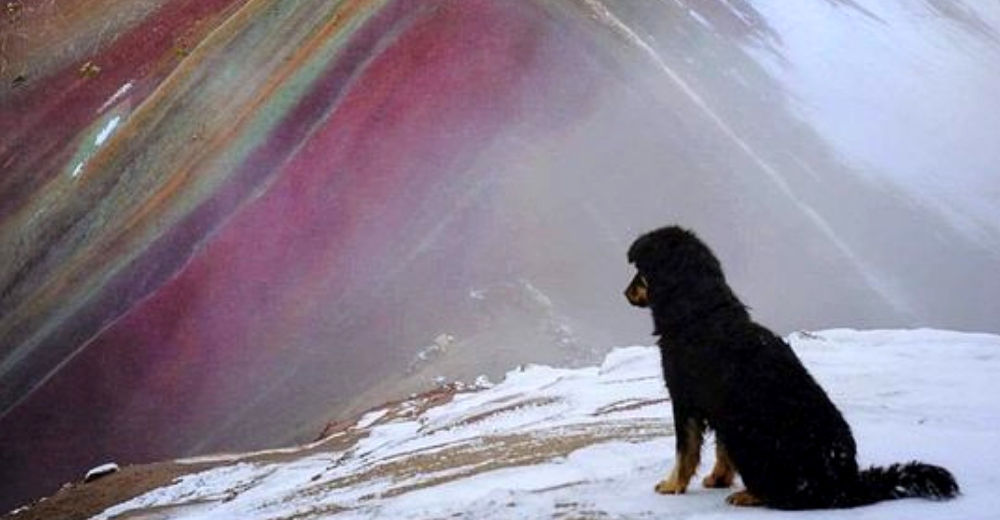 Un perrito se convierte en el mejor guía turístico por un poco de alimento y cariño