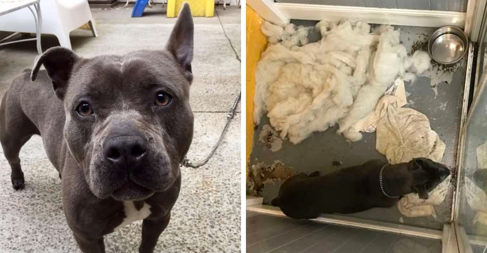 La triste historia de Eva, la pitbull a la que su dueño dejó en una peluquería para siempre