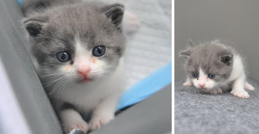 Pierde a su amado gatito y su dolor es tan fuerte que logra «traerlo de nuevo»