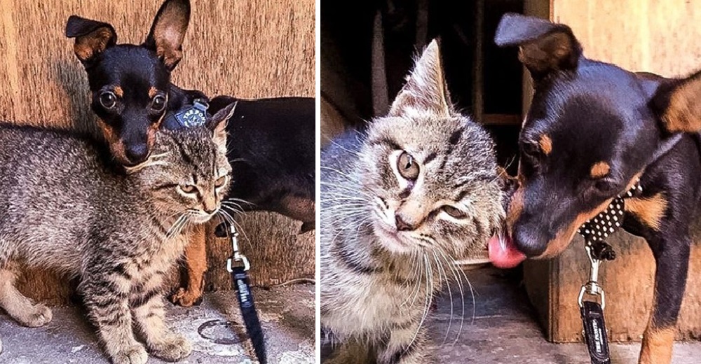 Un gatito callejero conoce a un perrito y regresa todos los días para ir de paseo con él