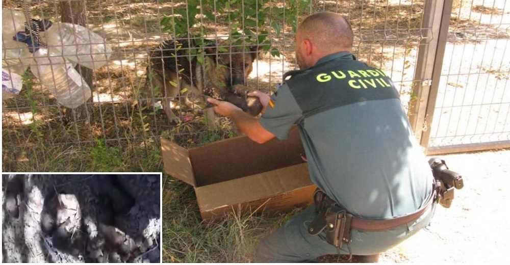 6 cachorros que fueron sepultados vivos se salvan de un cruel destino gracias a la Guardia Civil