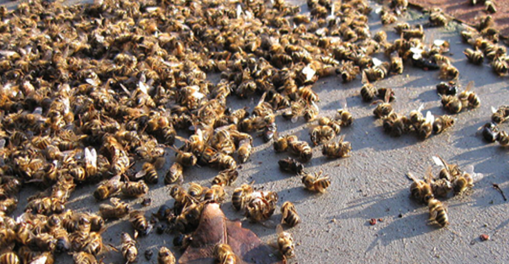 500 millones de abejas han muerto en Brasil, es una ALERTA para nuestro futuro